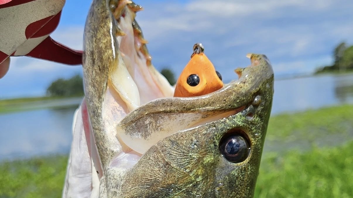 Captura fisgada com isca Tropical Frog, boca aberta mostrando a isca