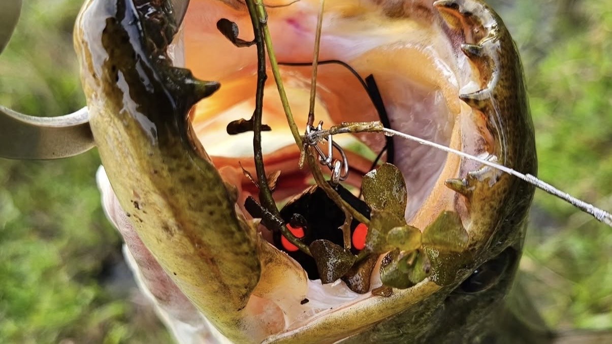 Captura real com isca Tropical Frog na boca, vegetação aquática ao fundo