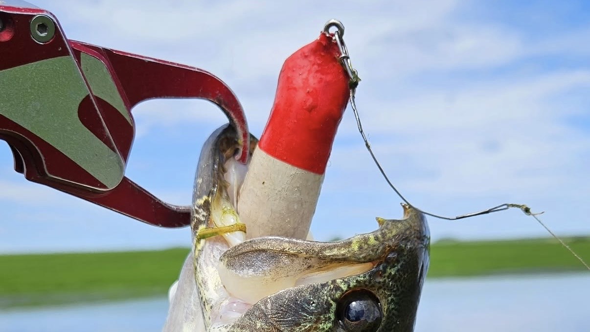 Captura fisgada com isca de bóia vermelha e branca Tropical Frog
