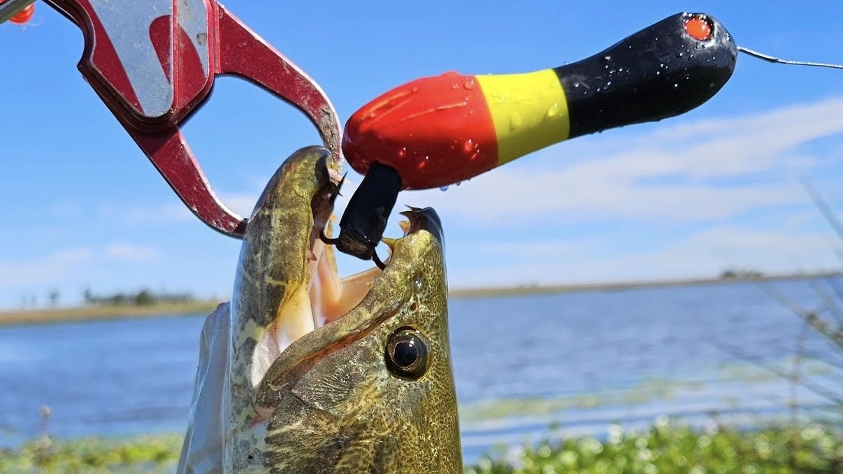 Captura fisgada com isca vermelha, amarela e preta Tropical Frog