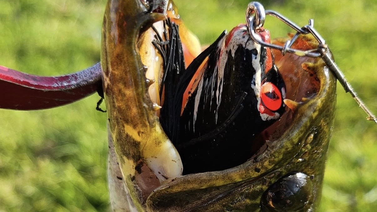 Captura fisgada com isca escura Tropical Frog, close na fisgada